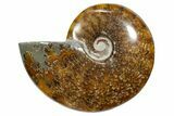 Polished Ammonite (Cleoniceras) Fossil - Madagascar #348496-1